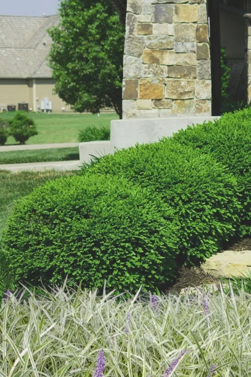 Green Velvet Boxwood - 1 Gallon Pot 1 Green Velvet Boxwood - 1 Gallon Pot