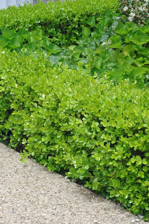 Japanese Boxwood - Buxus Microphylla - 3 Gallon Pot 1 Japanese Boxwood - Buxus Microphylla - 3 Gallon Pot