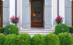 Japanese Boxwood (Buxus Microphylla) - 7 Gallon Pot 12 Japanese Boxwood (Buxus Microphylla) - 7 Gallon Pot -Best Bush Shop Boxwood Japanese Entryway