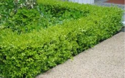 Japanese Boxwood (Buxus Microphylla) - 7 Gallon Pot 11 Japanese Boxwood (Buxus Microphylla) - 7 Gallon Pot -Best Bush Shop Boxwood Japanese Hedge 2
