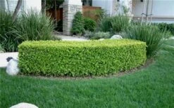 Japanese Boxwood (Buxus Microphylla) - 7 Gallon Pot 14 Japanese Boxwood (Buxus Microphylla) - 7 Gallon Pot -Best Bush Shop Boxwood Japanese Hedge