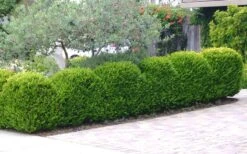 Japanese Boxwood (Buxus Microphylla) - 7 Gallon Pot 13 Japanese Boxwood (Buxus Microphylla) - 7 Gallon Pot -Best Bush Shop Boxwood Japanese Hedge 3