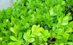 Japanese Boxwood - Buxus Microphylla - 1 Gallon Pot 15 Japanese Boxwood - Buxus Microphylla - 1 Gallon Pot -Best Bush Shop Boxwood Japanese Leaves Closeup 2