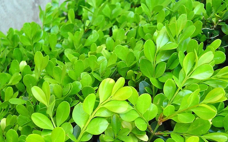 Japanese Boxwood - Buxus Microphylla - 1 Gallon Pot 8 Japanese Boxwood - Buxus Microphylla - 1 Gallon Pot - Image 8