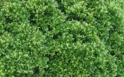 Justin Brouwers Dwarf Boxwood - 6 Pack Of 1 Gallon Pots 9 Justin Brouwers Dwarf Boxwood - 6 Pack Of 1 Gallon Pots -Best Bush Shop Boxwood Justin Brouwers Leaves