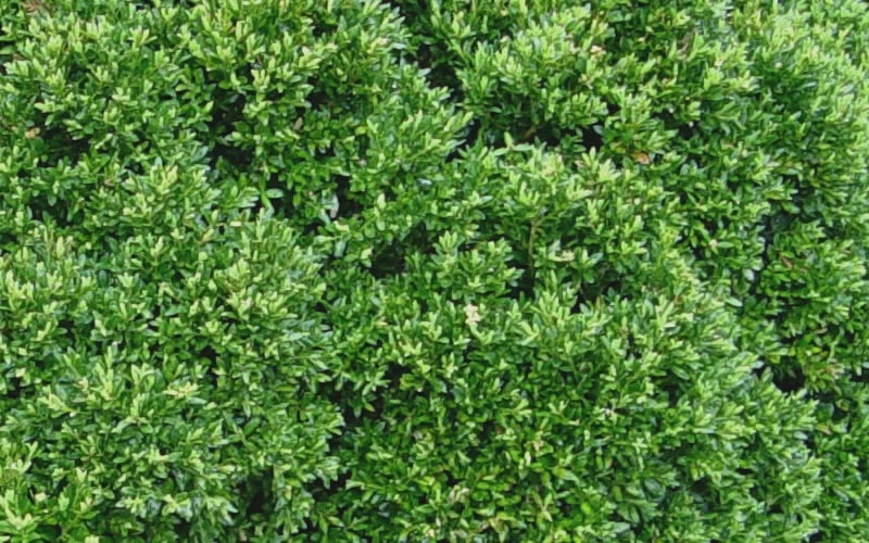Justin Brouwers Dwarf Boxwood - 6 Pack Of 1 Gallon Pots 5 Justin Brouwers Dwarf Boxwood - 6 Pack Of 1 Gallon Pots - Image 5