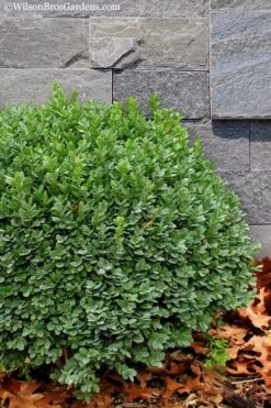 Korean Dwarf Boxwood - Buxus Sinica Var. Insularis 'Nana' - 6 Pack Of 1 Gallon Pots 11 Korean Dwarf Boxwood - Buxus Sinica Var. Insularis 'Nana' - 6 Pack Of 1 Gallon Pots -Best Bush Shop Boxwood Korean Dwarf Insularis Nana 1