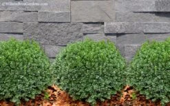 Korean Dwarf Boxwood - Buxus Sinica Var. Insularis 'Nana' - 6 Pack Of 1 Gallon Pots 10 Korean Dwarf Boxwood - Buxus Sinica Var. Insularis 'Nana' - 6 Pack Of 1 Gallon Pots -Best Bush Shop Boxwood Korean Dwarf Insularis Nana 2