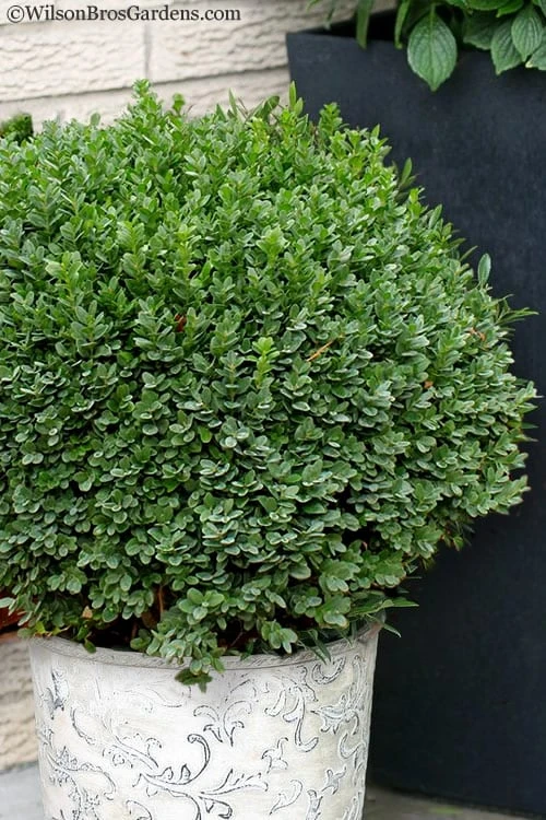 Korean Dwarf Boxwood - Buxus Sinica Var. Insularis 'Nana' - 6 Pack Of 1 Gallon Pots 1 Korean Dwarf Boxwood - Buxus Sinica Var. Insularis 'Nana' - 6 Pack Of 1 Gallon Pots