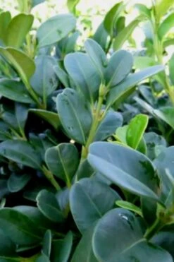 Shadow Sentry Pyramidal Boxwood - 3 Gallon Pot 9 Shadow Sentry Pyramidal Boxwood - 3 Gallon Pot -Best Bush Shop Boxwood Shadow Sentry 1