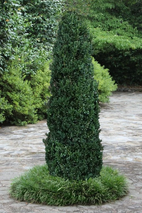 Shadow Sentry Pyramidal Boxwood - 3 Gallon Pot 1 Shadow Sentry Pyramidal Boxwood - 3 Gallon Pot