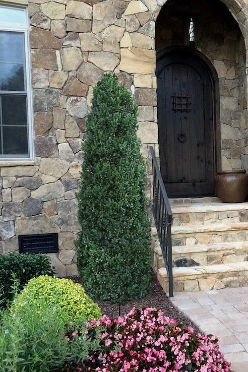Shadow Sentry Pyramidal Boxwood - 3 Gallon Pot 4 Shadow Sentry Pyramidal Boxwood - 3 Gallon Pot - Image 4