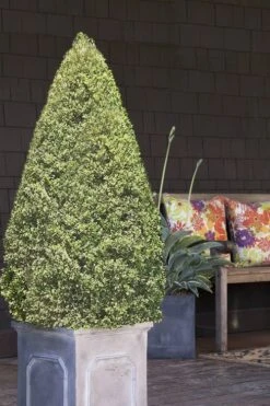 Variegated Boxwood Cone Topiary (Buxus Sempervirens 'Variegata') - 3 Gallon Pot