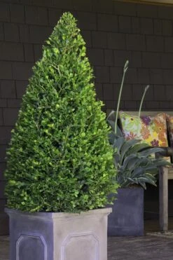 Wintergreen Boxwood - 3 Gallon Pot 9 Wintergreen Boxwood - 3 Gallon Pot -Best Bush Shop Boxwood Wintergreen 11 2