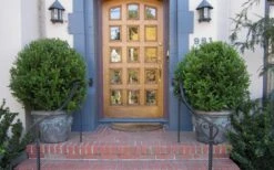 Wintergreen Boxwood - 3 Gallon Pot 10 Wintergreen Boxwood - 3 Gallon Pot -Best Bush Shop Boxwood Wintergreen 12 2