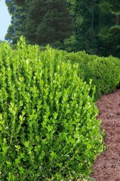 Wintergreen Boxwood - 3 Gallon Pot 11 Wintergreen Boxwood - 3 Gallon Pot -Best Bush Shop Boxwood Wintergreen 500x750 3