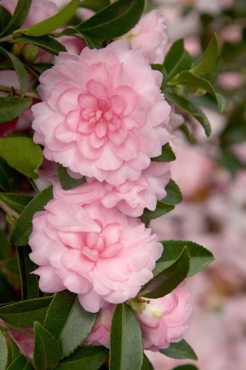October Magic Pink Perplexion Camellia - 2 Gallon Pot 1 October Magic Pink Perplexion Camellia - 2 Gallon Pot