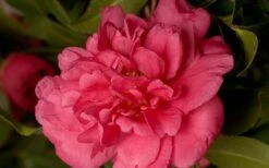 Alabama Beauty Camellia Sasanqua - 2 Gallon Pot 7 Alabama Beauty Camellia Sasanqua - 2 Gallon Pot -Best Bush Shop Camellia Alabama Beauty 50
