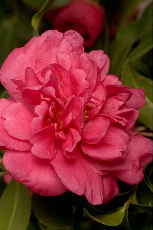 Alabama Beauty Camellia Sasanqua - 2 Gallon Pot 1 Alabama Beauty Camellia Sasanqua - 2 Gallon Pot
