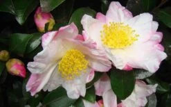 Apple Blossom Camellia Sasanqua - 3 Gallon Pot -Best Bush Shop Camellia Apple Blossom 1