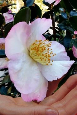 Apple Blossom Camellia Sasanqua - 3 Gallon Pot -Best Bush Shop Camellia Apple Blossom 6