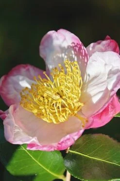 Apple Blossom Camellia Sasanqua - 3 Gallon Pot -Best Bush Shop Camellia Apple Blossom 7