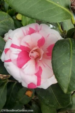 April Dawn Cold Hardy Camellia Japonica - 3 Gallon Pot 13 April Dawn Cold Hardy Camellia Japonica - 3 Gallon Pot -Best Bush Shop Camellia April Dawn 10