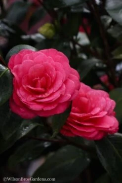 April Dawn Cold Hardy Camellia Japonica - 3 Gallon Pot 12 April Dawn Cold Hardy Camellia Japonica - 3 Gallon Pot -Best Bush Shop Camellia April Dawn 20