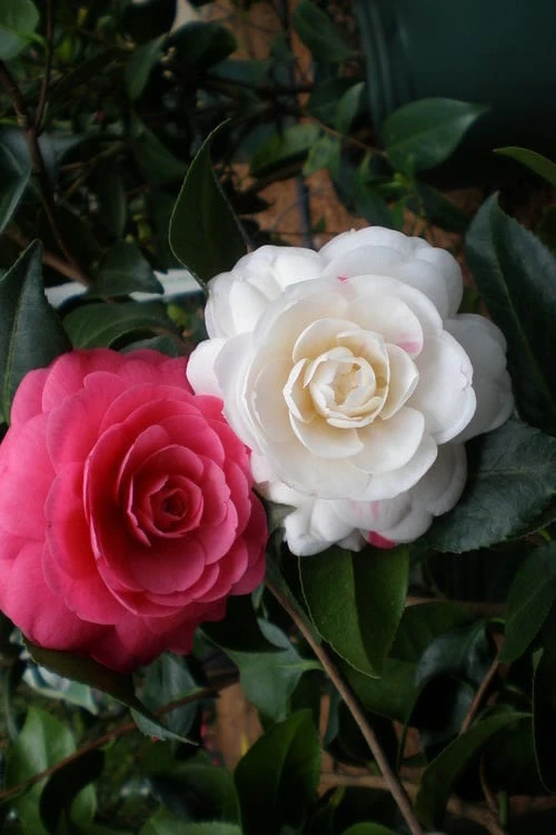 April Dawn Cold Hardy Camellia Japonica - 3 Gallon Pot 4 April Dawn Cold Hardy Camellia Japonica - 3 Gallon Pot - Image 4
