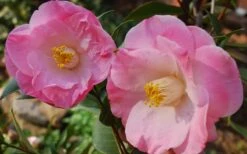 April Remembered Cold Hardy Pink Camellia Japonica - 1 Gallon Pot 7 April Remembered Cold Hardy Pink Camellia Japonica - 1 Gallon Pot -Best Bush Shop Camellia April Remembered 1