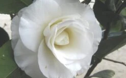 April Snow Camellia Japonica - 3 Gallon Pot 11 April Snow Camellia Japonica - 3 Gallon Pot -Best Bush Shop Camellia April Snow 1