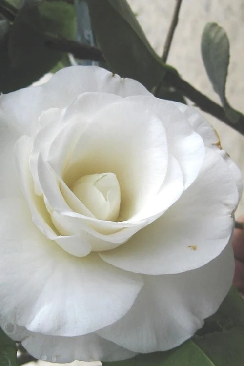 April Snow Camellia Japonica - 3 Gallon Pot 1 April Snow Camellia Japonica - 3 Gallon Pot