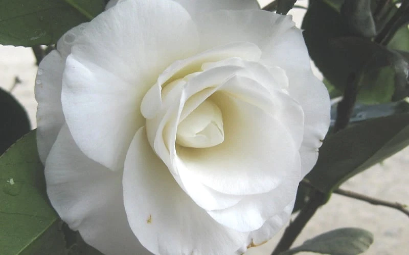 April Snow Camellia Japonica - 3 Gallon Pot 6 April Snow Camellia Japonica - 3 Gallon Pot - Image 6