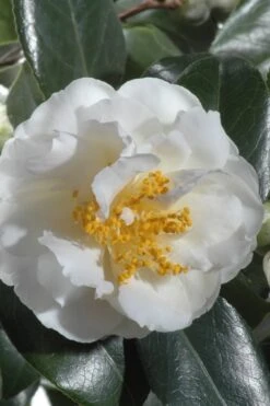 April Snow Camellia Japonica - 3 Gallon Pot 9 April Snow Camellia Japonica - 3 Gallon Pot -Best Bush Shop Camellia April Snow 13