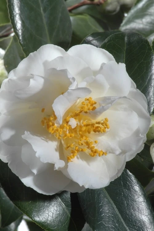 April Snow Camellia Japonica - 3 Gallon Pot 4 April Snow Camellia Japonica - 3 Gallon Pot - Image 4