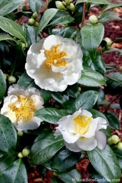 April Snow Camellia Japonica - 3 Gallon Pot 10 April Snow Camellia Japonica - 3 Gallon Pot -Best Bush Shop Camellia April Snow 14