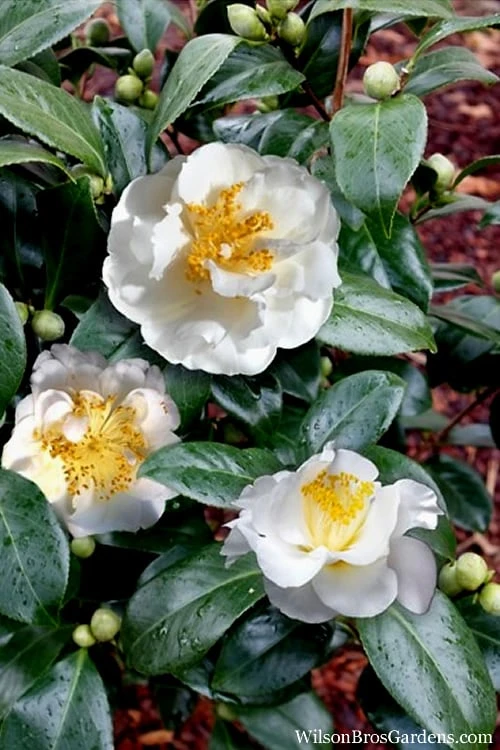 April Snow Camellia Japonica - 3 Gallon Pot 5 April Snow Camellia Japonica - 3 Gallon Pot - Image 5
