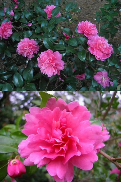 Autumn Spirit Camellia - Hybrid - 1 Gallon Pot 4 Autumn Spirit Camellia - Hybrid - 1 Gallon Pot - Image 4