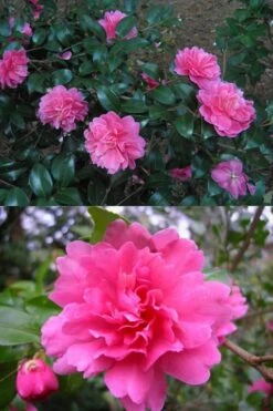 Autumn Spirit Camellia - Hybrid - 3 Gallon Pot 9 Autumn Spirit Camellia - Hybrid - 3 Gallon Pot -Best Bush Shop Camellia April Spirit 3