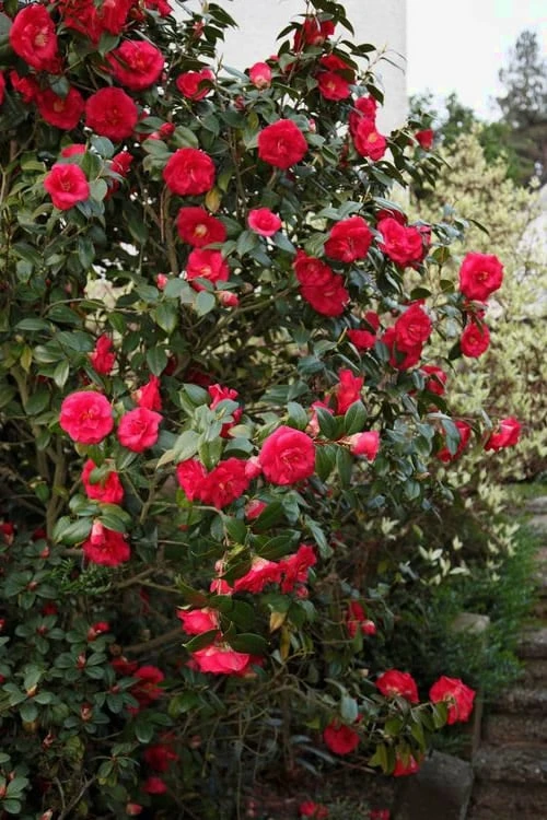 April Tryst Camellia Japonica - 7 Gallon Pot (3-4') 4 April Tryst Camellia Japonica - 7 Gallon Pot (3-4') - Image 4