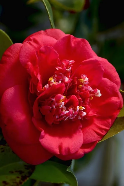 April Tryst Camellia Japonica - 7 Gallon Pot (3-4') 1 April Tryst Camellia Japonica - 7 Gallon Pot (3-4')