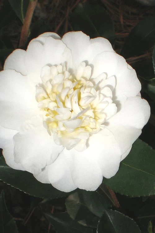 Autumn Rocket Camellia Sasanqua - 1 Gallon Pot 1 Autumn Rocket Camellia Sasanqua - 1 Gallon Pot