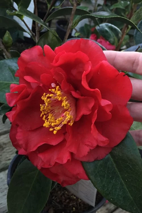 Bob Hope Camellia Japonica - 1 Gallon Pot 1 Bob Hope Camellia Japonica - 1 Gallon Pot