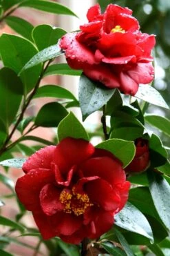 Bob Hope Camellia Japonica - 1 Gallon Pot 11 Bob Hope Camellia Japonica - 1 Gallon Pot -Best Bush Shop Camellia Bob Hope 3