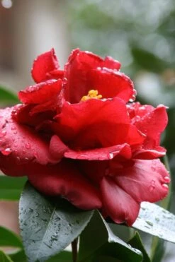 Bob Hope Camellia Japonica - 1 Gallon Pot 10 Bob Hope Camellia Japonica - 1 Gallon Pot -Best Bush Shop Camellia Bob Hope 4
