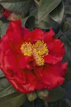 Bob Hope Camellia Japonica - 1 Gallon Pot 9 Bob Hope Camellia Japonica - 1 Gallon Pot -Best Bush Shop Camellia Bob Hope 5