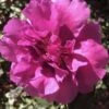 Bonanza Purple Camellia Sasanqua - 3 Gallon Pot
