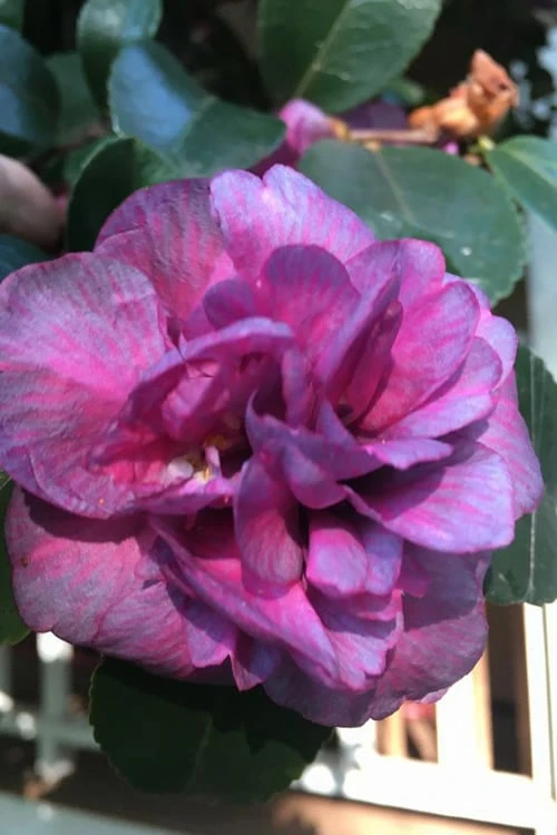 Bonanza Purple Camellia Sasanqua - 3 Gallon Pot 6 Bonanza Purple Camellia Sasanqua - 3 Gallon Pot - Image 6
