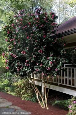 Bonanza Purple Camellia Sasanqua - 3 Gallon Pot 13 Bonanza Purple Camellia Sasanqua - 3 Gallon Pot -Best Bush Shop Camellia Bonanza Purple 7