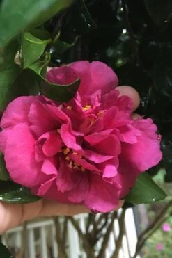 Bonanza Purple Camellia Sasanqua - 3 Gallon Pot 10 Bonanza Purple Camellia Sasanqua - 3 Gallon Pot -Best Bush Shop Camellia Bonanza Purple 9